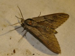 Sphinx maurorum