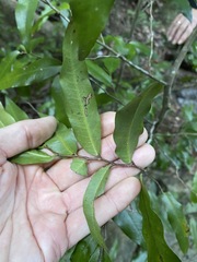 Meiogyne stenopetala