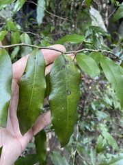 Meiogyne stenopetala