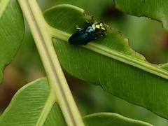 Endelus cupido