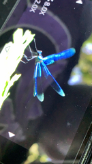 Calopteryx splendens
