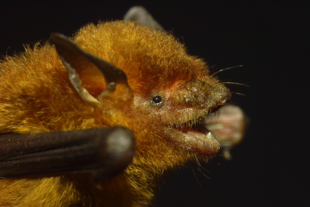 Disk-Footed Bat