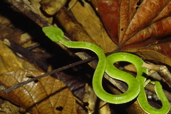 Trimeresurus vogeli