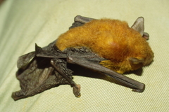 Eudiscopus denticulus