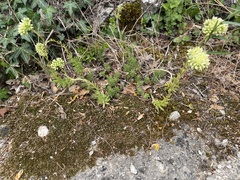 Semperviveae