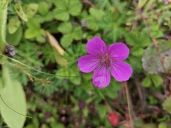 Geranium polyanthes