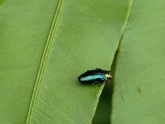 Endelus cupido
