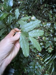 Beilschmiedia elliptica