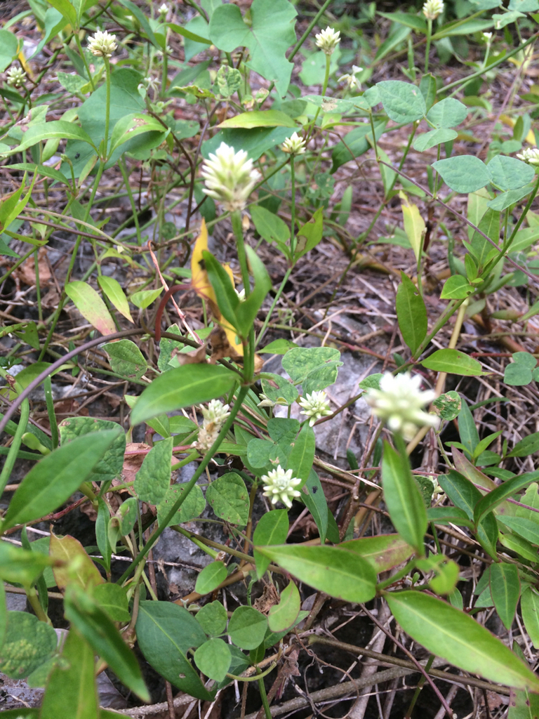 Alternanthera ramosissima