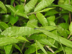 Aciagrion approximans