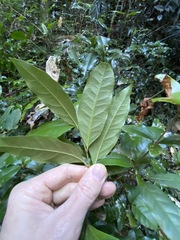 Beilschmiedia elliptica