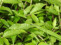 Aciagrion approximans