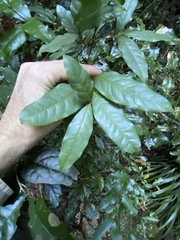 Beilschmiedia elliptica