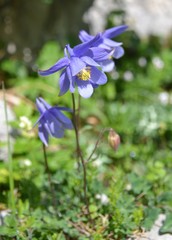 Aquilegia pyrenaica