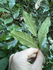 Beilschmiedia elliptica