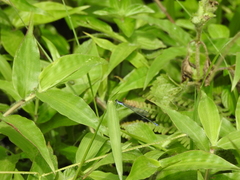 Aciagrion approximans