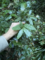 Beilschmiedia elliptica