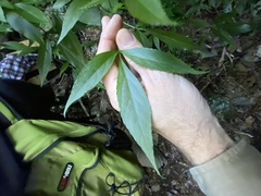 Sambucus australasica
