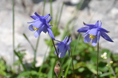 Aquilegia pyrenaica