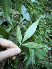 Sambucus australasica