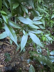 Sambucus australasica