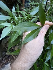 Sambucus australasica