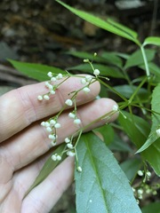 Sambucus australasica