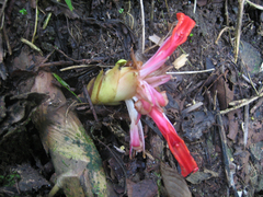 Etlingera megalocheilos