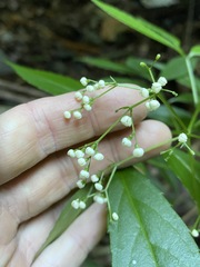 Sambucus australasica