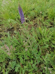 Veronica porphyriana