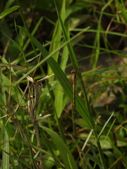Orthetrum luzonicum