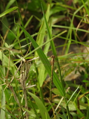 Orthetrum luzonicum