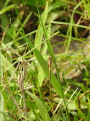 Orthetrum luzonicum