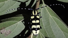 Anoplophora horsfieldii