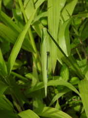 Aciagrion approximans