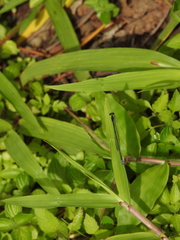 Aciagrion approximans