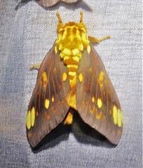 Citheronia bellavista