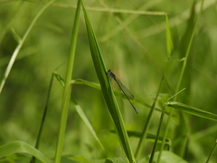 Aciagrion approximans
