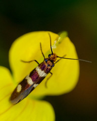 Micropterix aureatella