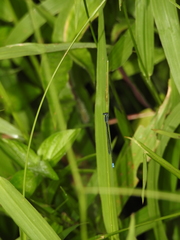 Aciagrion approximans