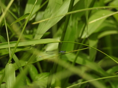 Aciagrion approximans