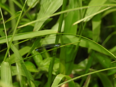 Aciagrion approximans
