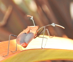 Galaesus hasticornis
