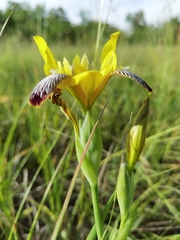 Iris variegata