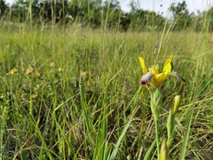 Iris variegata