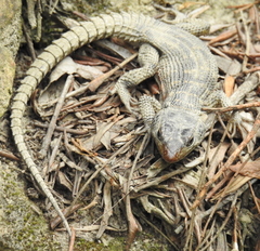 Pseudocordylus microlepidotus microlepidotus