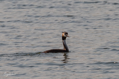 Podiceps cristatus