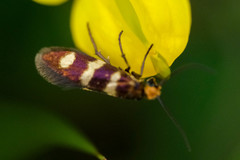 Micropterix aureatella