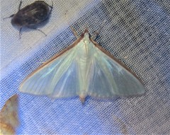 Diaphania costata