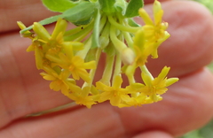 Lasiosiphon macropetalus